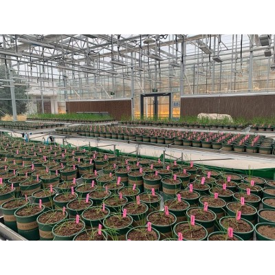 野外大田植物表型平臺(tái)